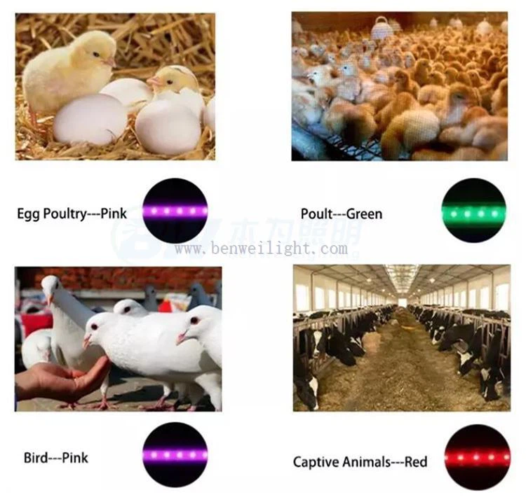 poultry led bulbs